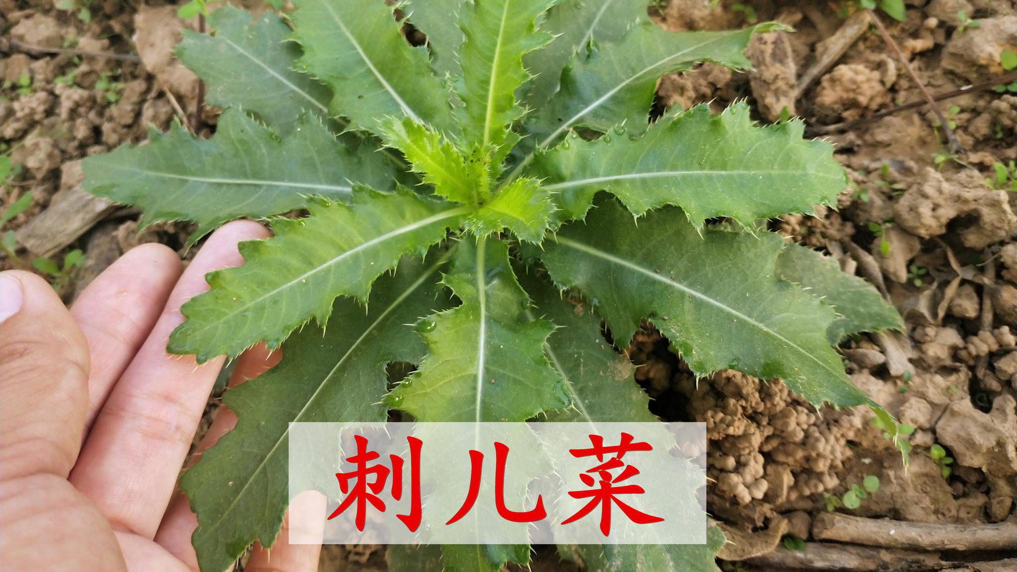 不起眼的刺儿菜,农民眼中的草,专家却当成宝,看看到底为啥?