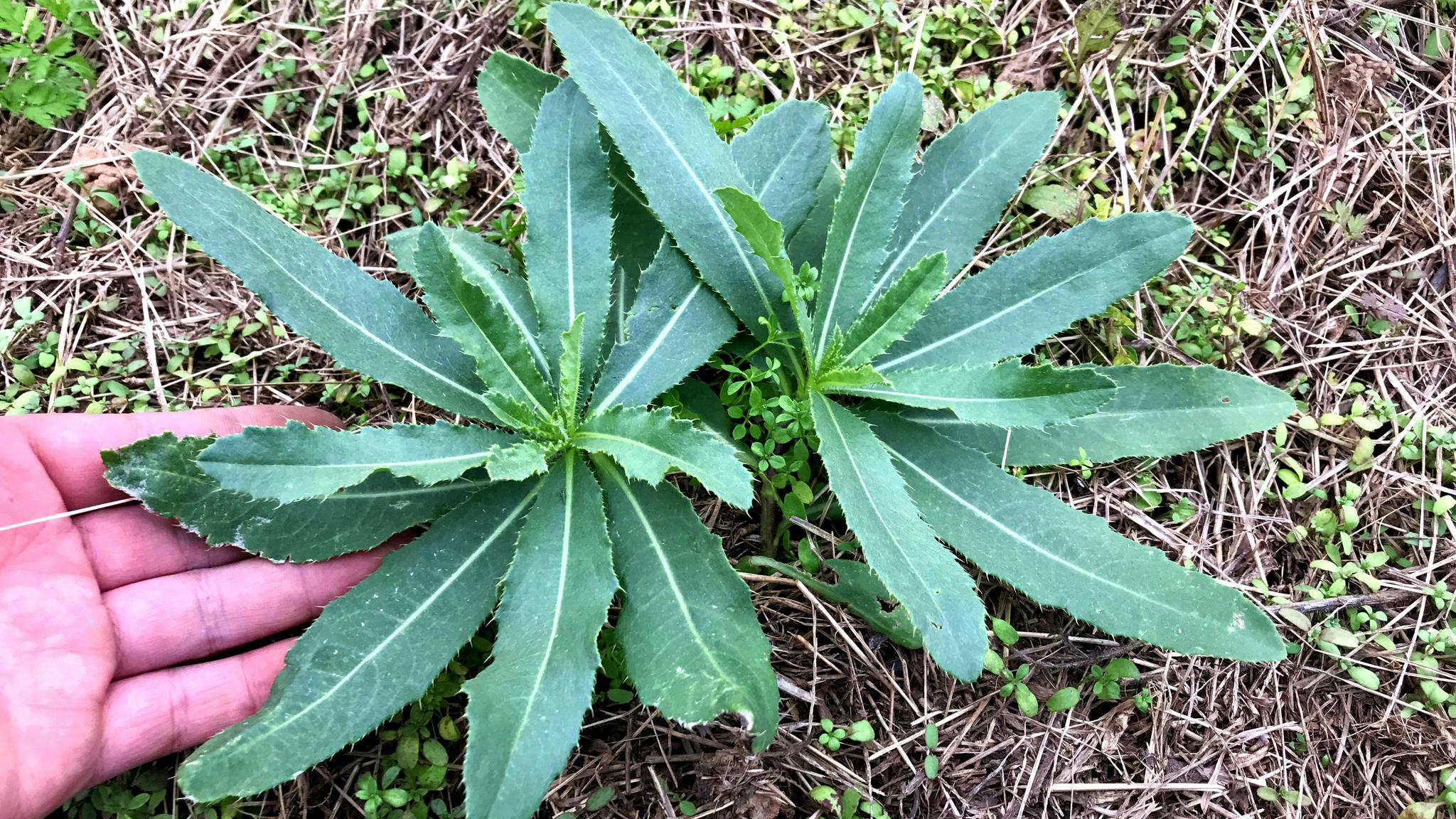 七七芽别名"刺儿菜",好多人不知有啥价值?今天分享2个新妙用