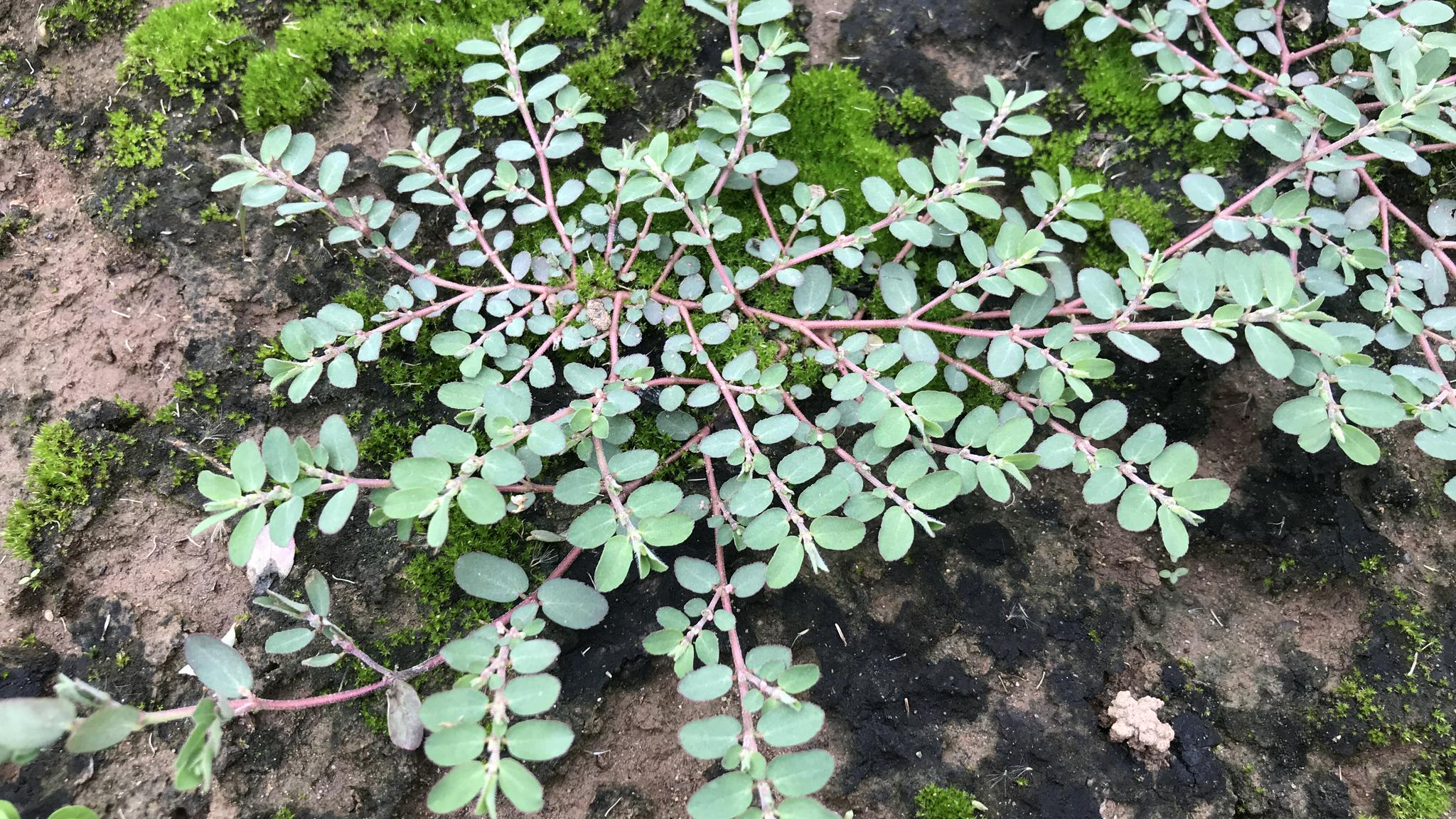 血见愁图片(血见愁长什么样子图片)