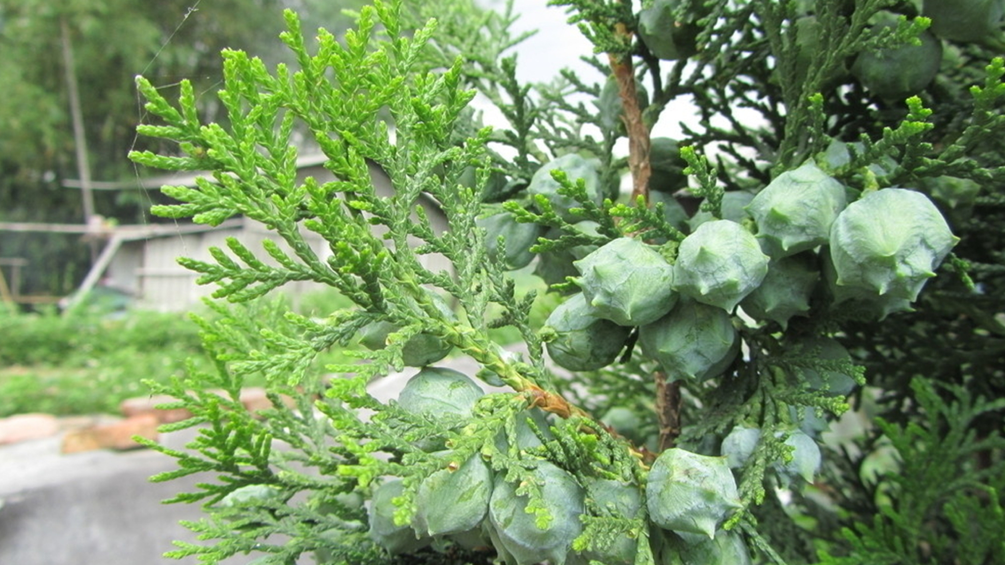 要想头发好侧柏叶少不了用水煮一煮作用真奇妙