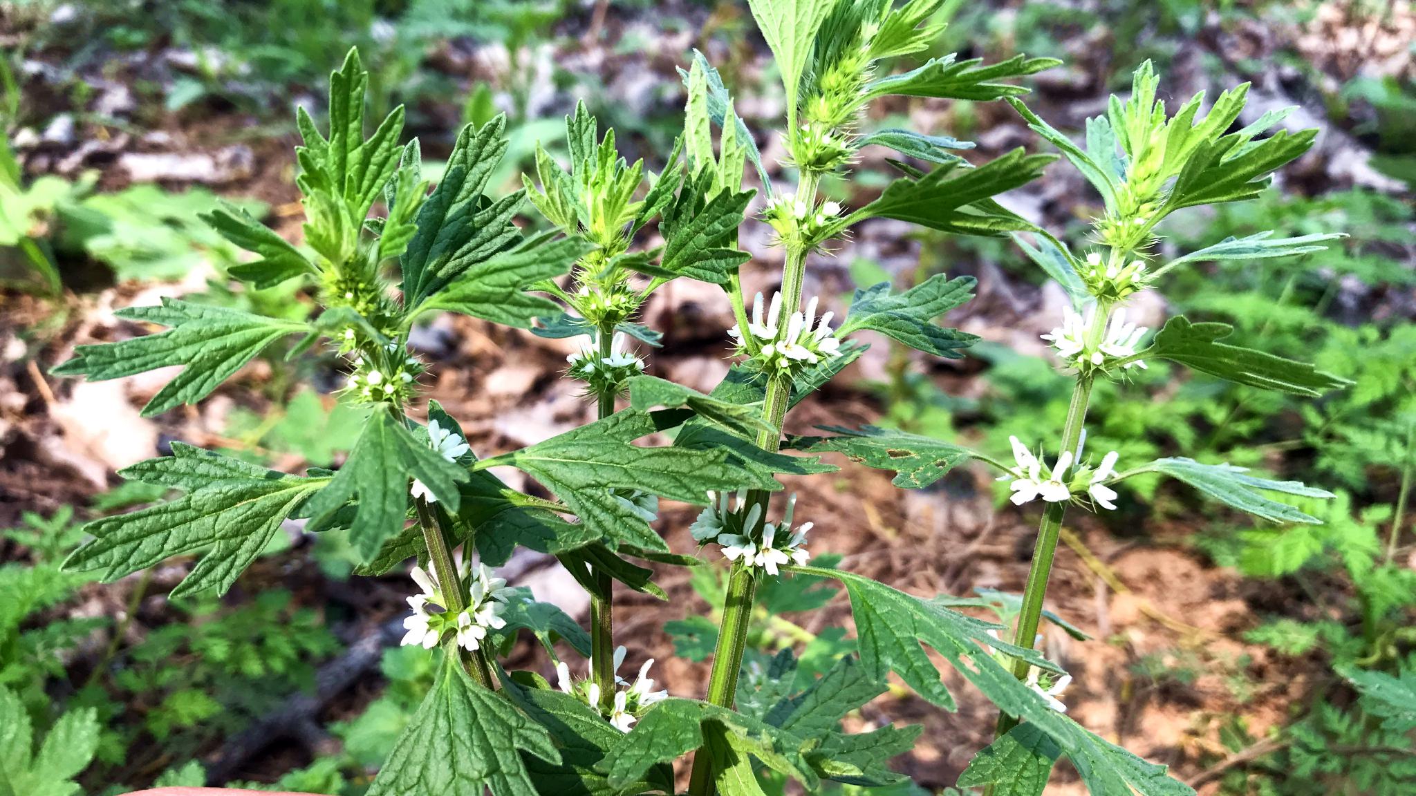 夏至草又叫小益母草价值高生活中解决了不少男女的烦恼