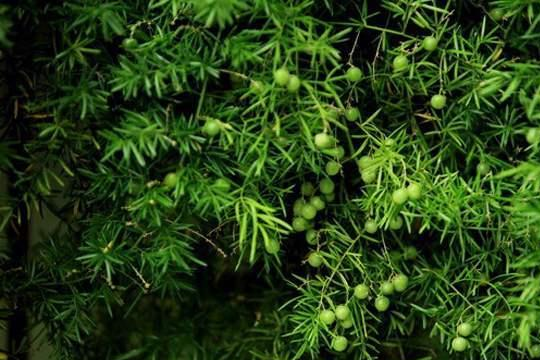 这东西,人称“天门冬”,能清肺润肠降血糖,野外遇见,请勿错过|天门冬|润肠|植物_新浪新闻