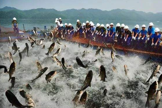 都市渔场类小说有哪些精彩故事 黄金渔场和其他热门种田文带你畅游乡村生活