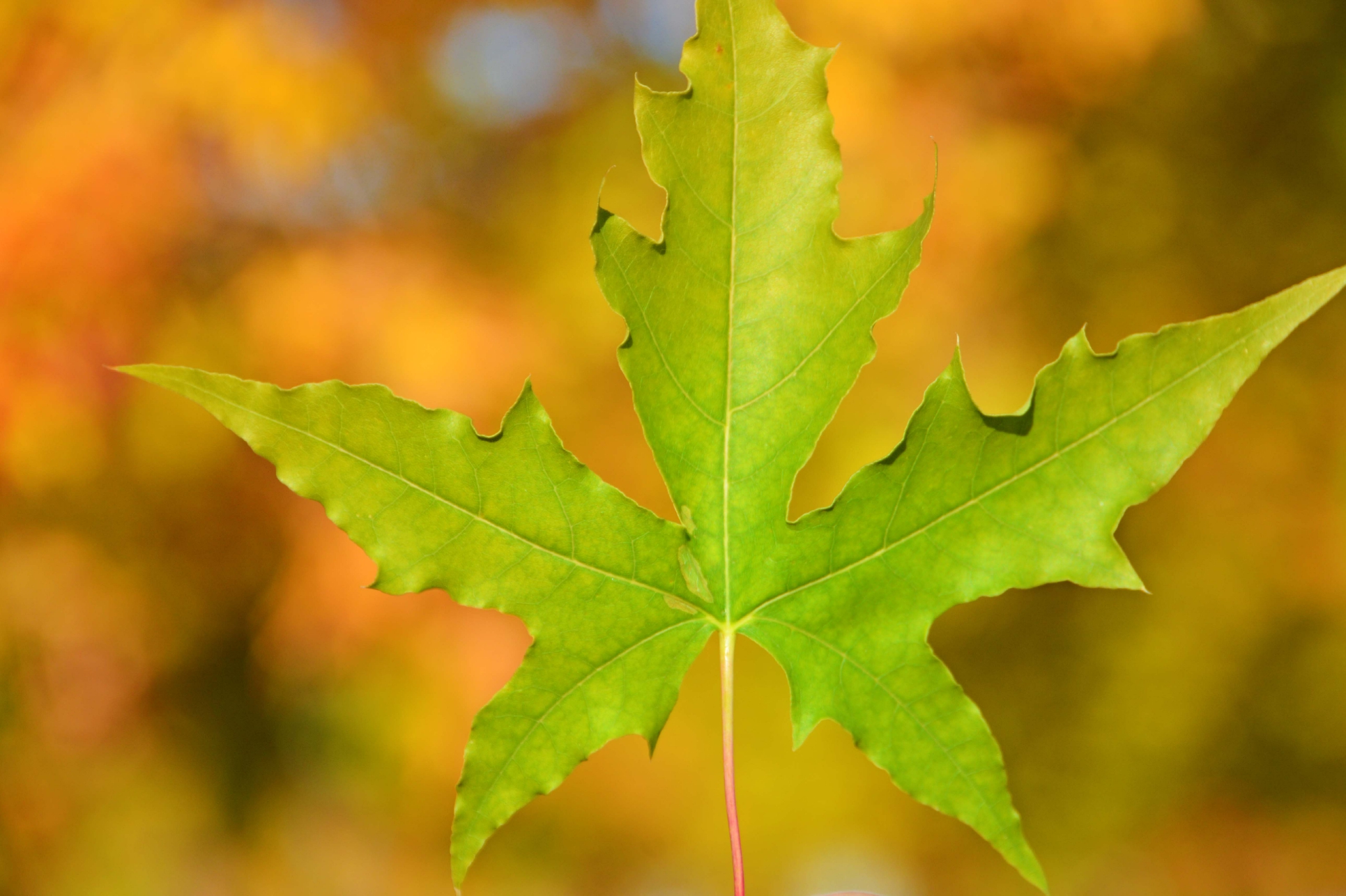 五角枫叶,原创拍摄_高清图集_新浪网