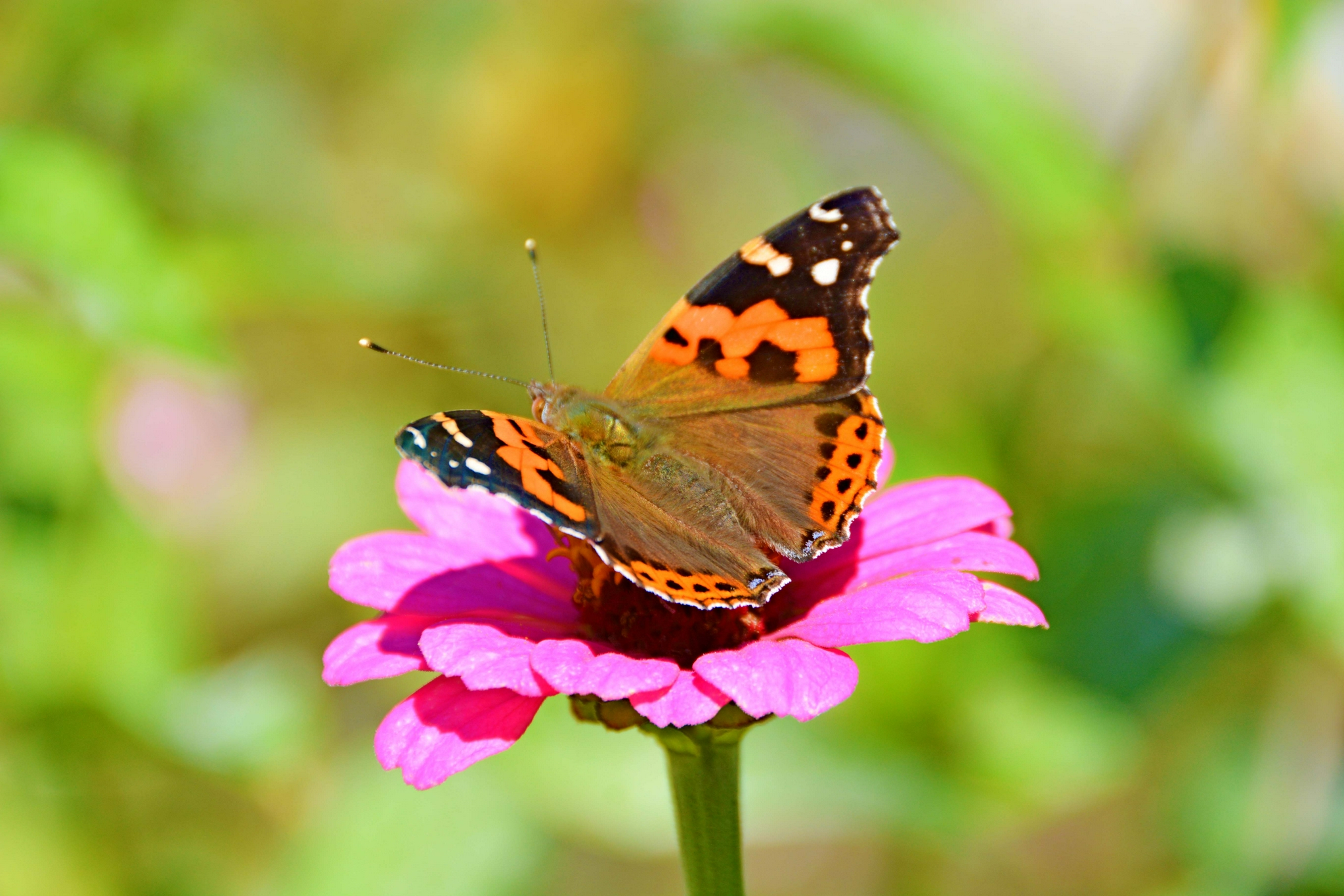 美丽的银边蛱蝶,原创拍摄