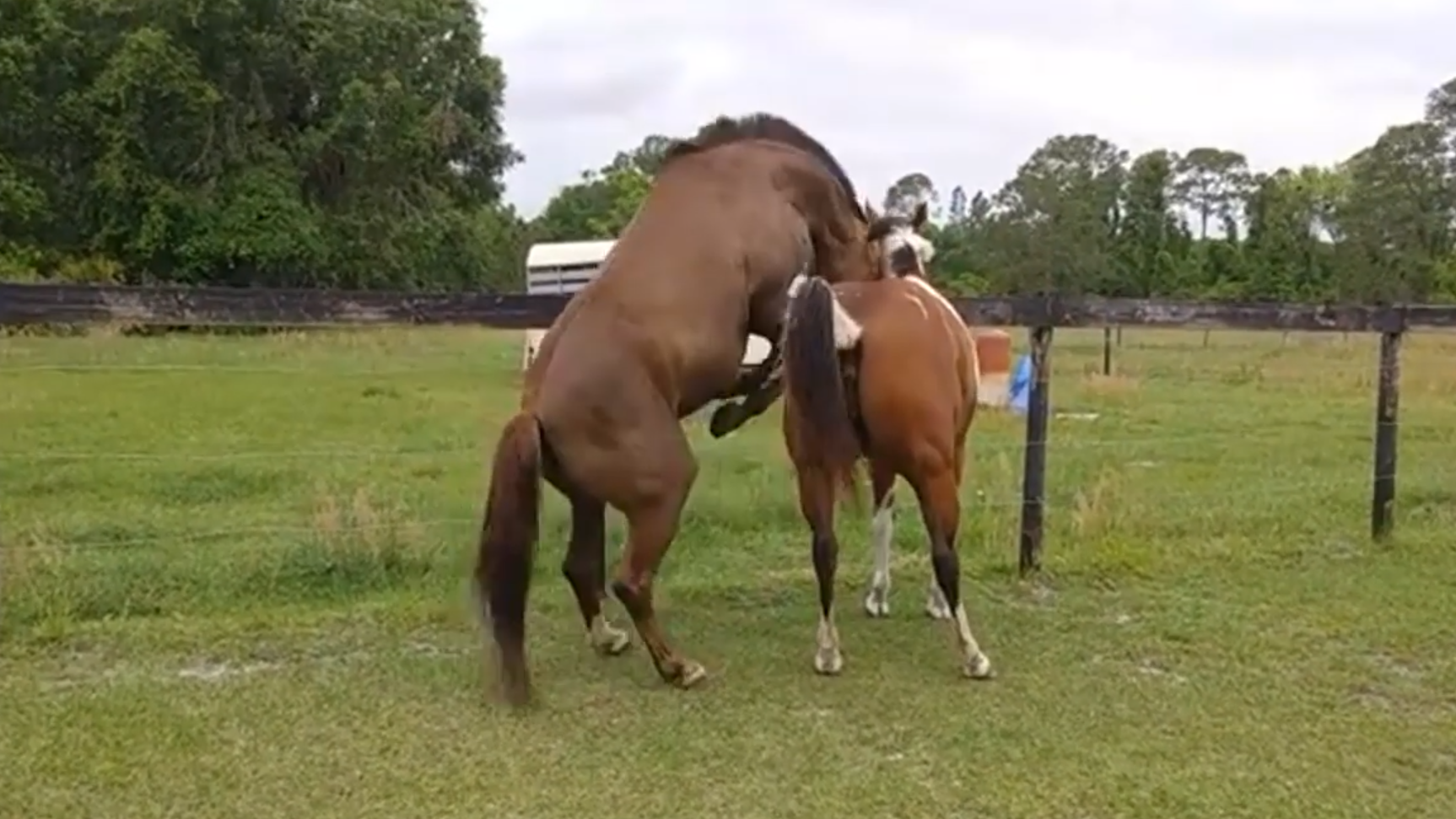 马儿第一次谈恋爱,经主人介绍一次成功,镜头拍到全过程