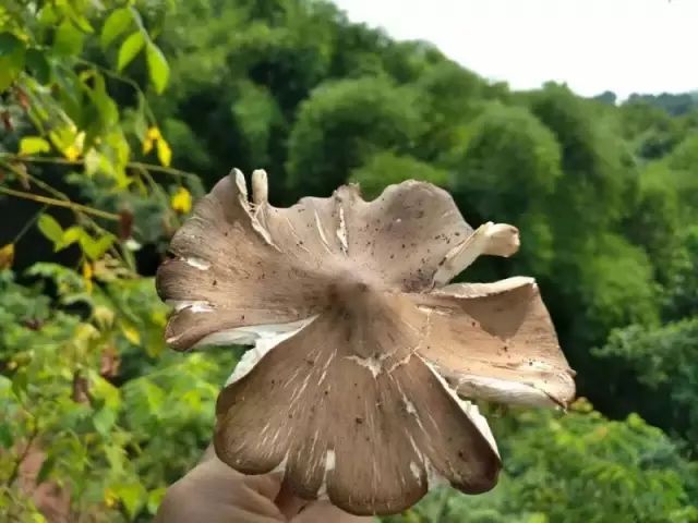 斗鸡菇又名大脚菇,被称为"西部山珍,盛产于四川乐山市犍为县,井研县