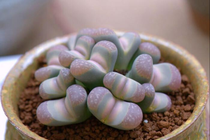 花卉种植技术:多肉生石花怎么繁殖,播种和分株两种繁殖都可以!