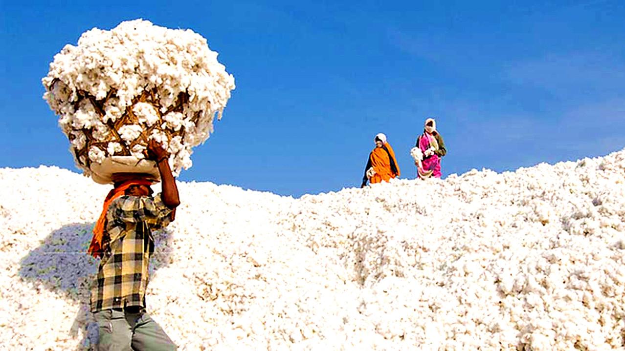 印度棉花分布图片
