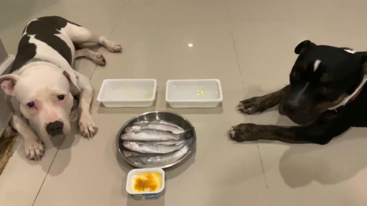 另类口味比特犬挑战生吃小毛雨 姜黄黑胡椒酸奶裹着一起吃