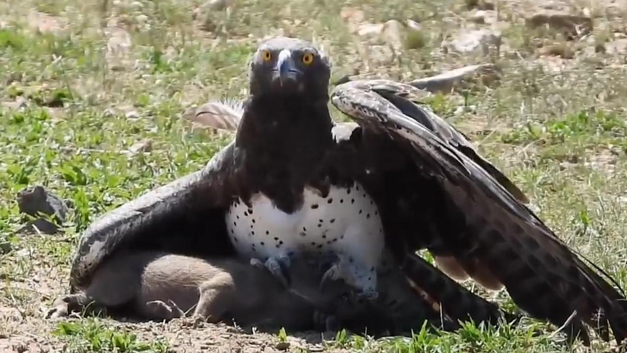 老鹰猎捕小野猪,野猪家族无可奈何!