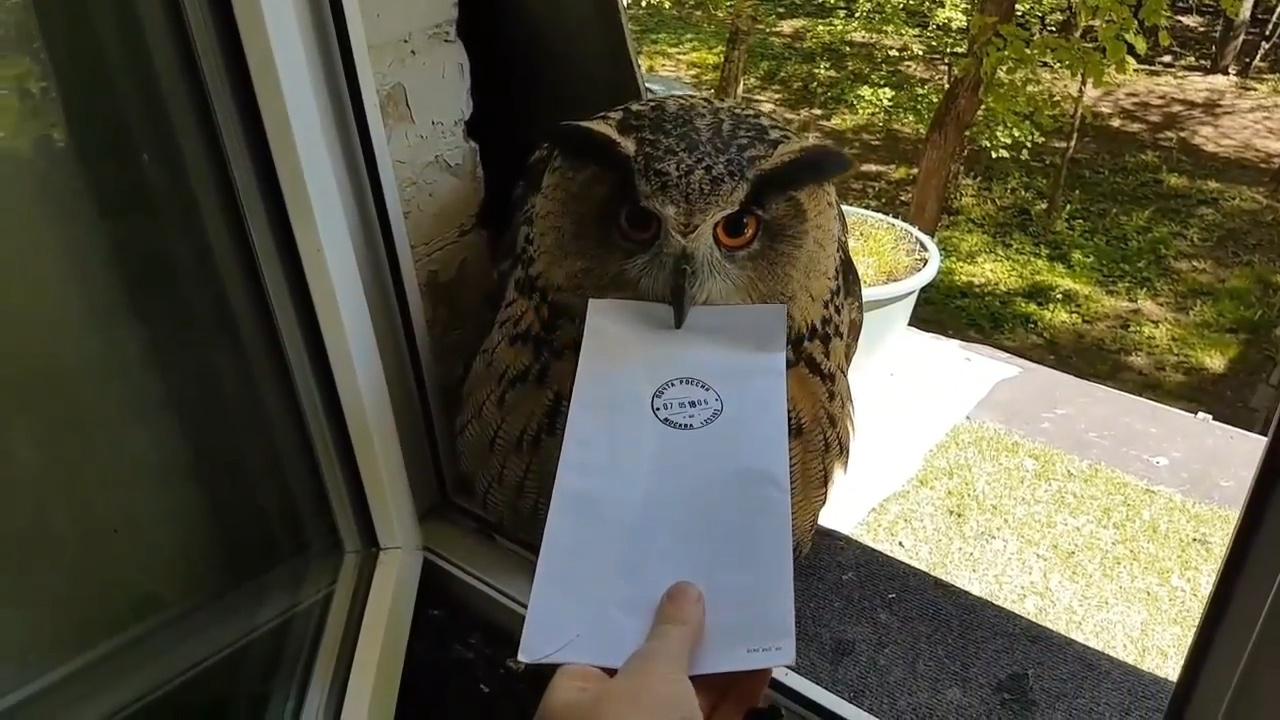 00:00 00:58 00:58 为您推荐: 猫头鹰送来一封信,没付"邮费"绝不松口