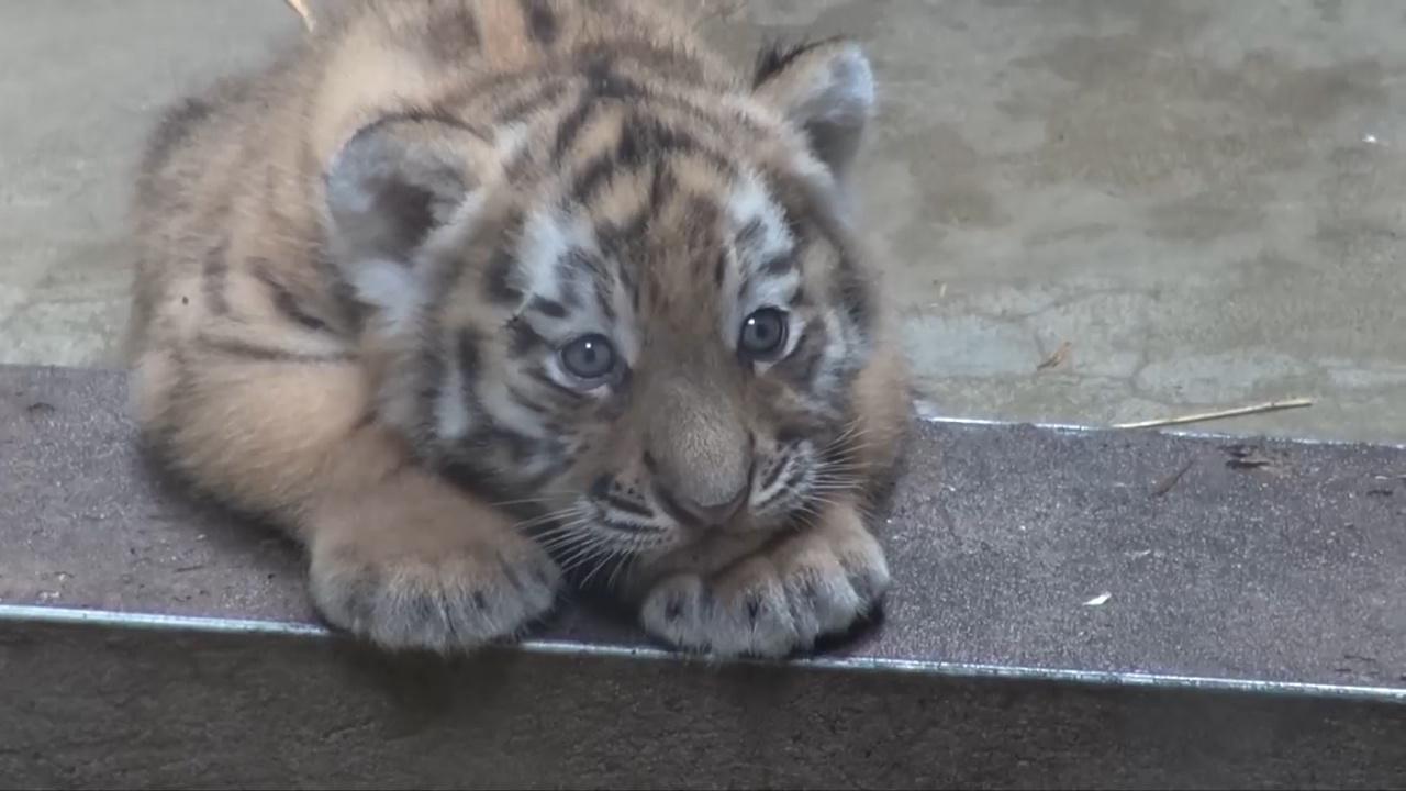 失去森林的小老虎,整天趴在门口发呆,镜头记录全程