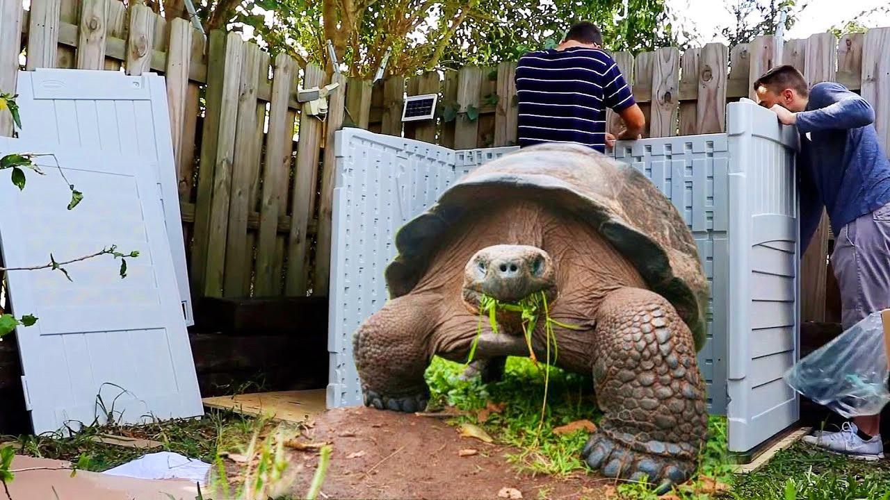 小伙捡到一只大乌龟,亲自为它造一座"龟屋",让它住得舒服!