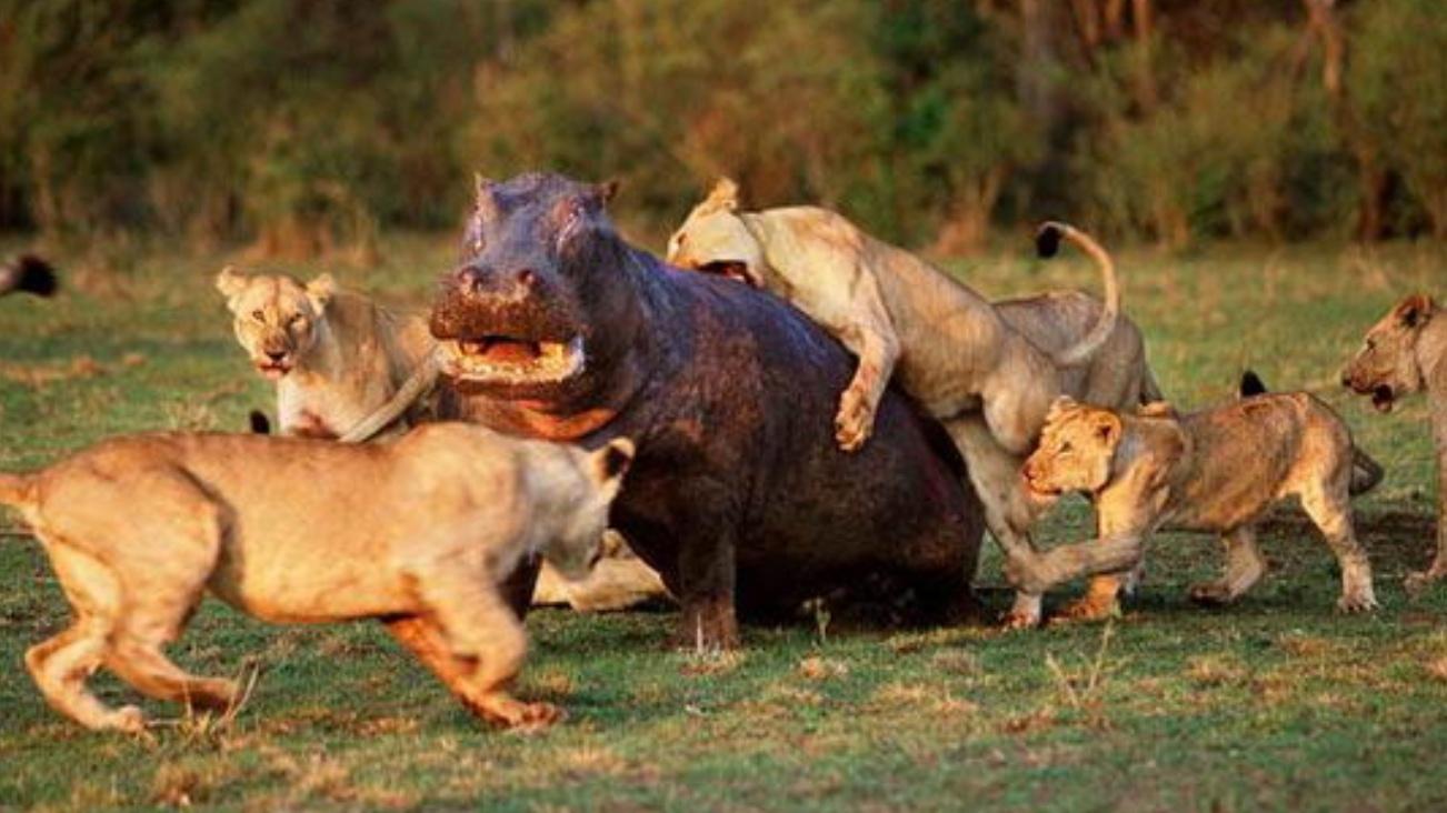 狮群对战河马,河马一口咬碎狮子的头骨,网友:草原之王也怂了
