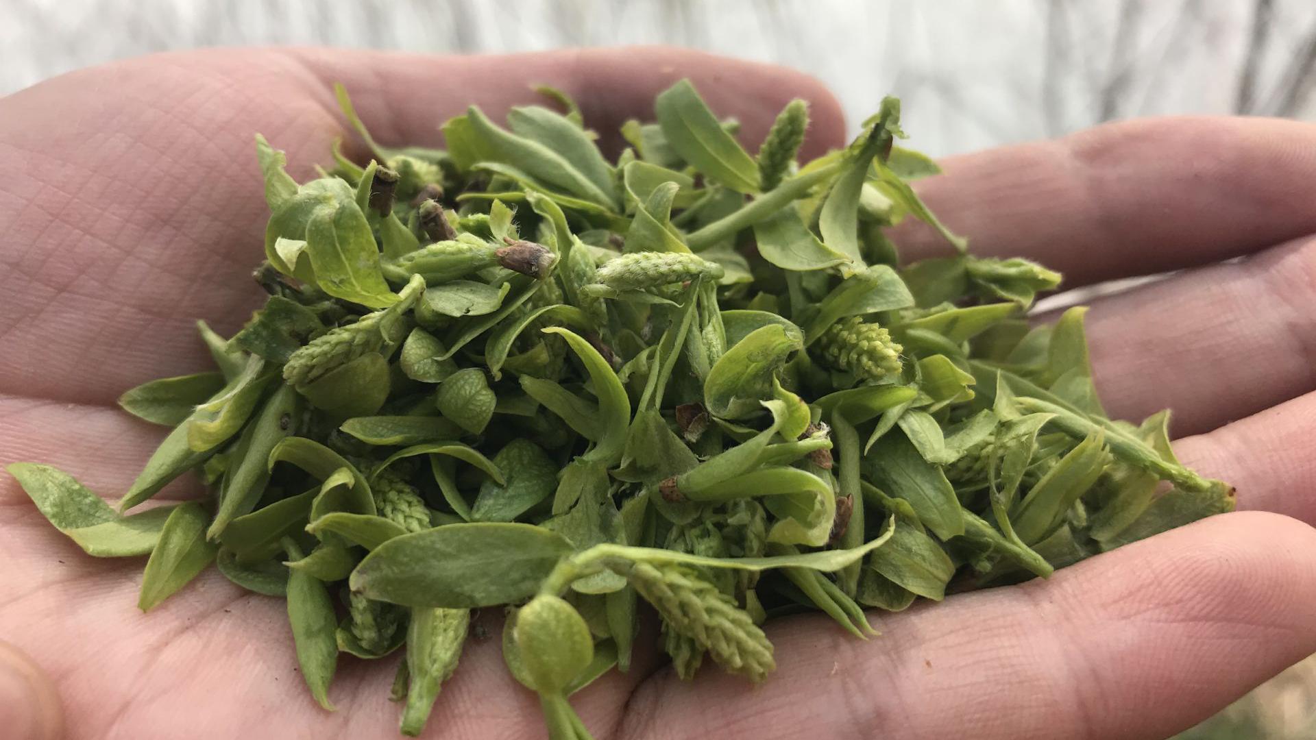 农村不值钱的"柳树芽",浑身是宝,了解它的好处不吃亏!