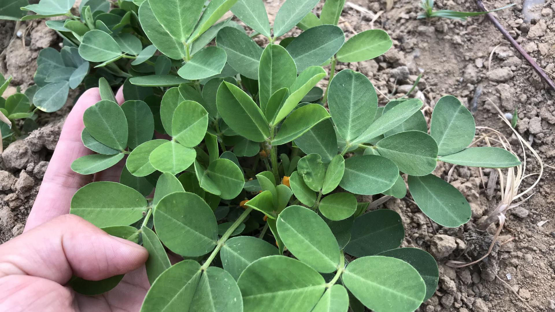 难怪花生叶卖的这么贵?止血和安神很出色,我也是刚知道哦