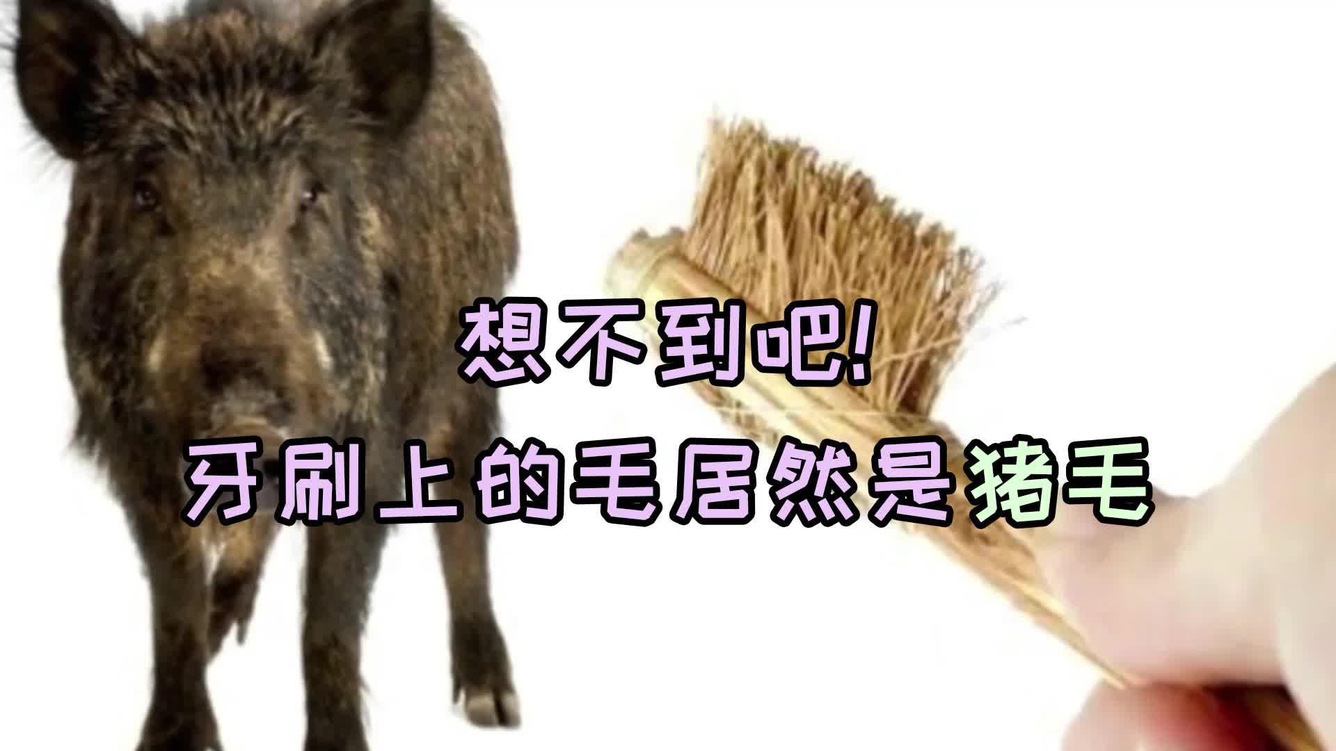 见识短了吧!牙刷上的毛原来是猪毛!那牙刷是谁发明的?|冷知识|科普|生活_新浪新闻