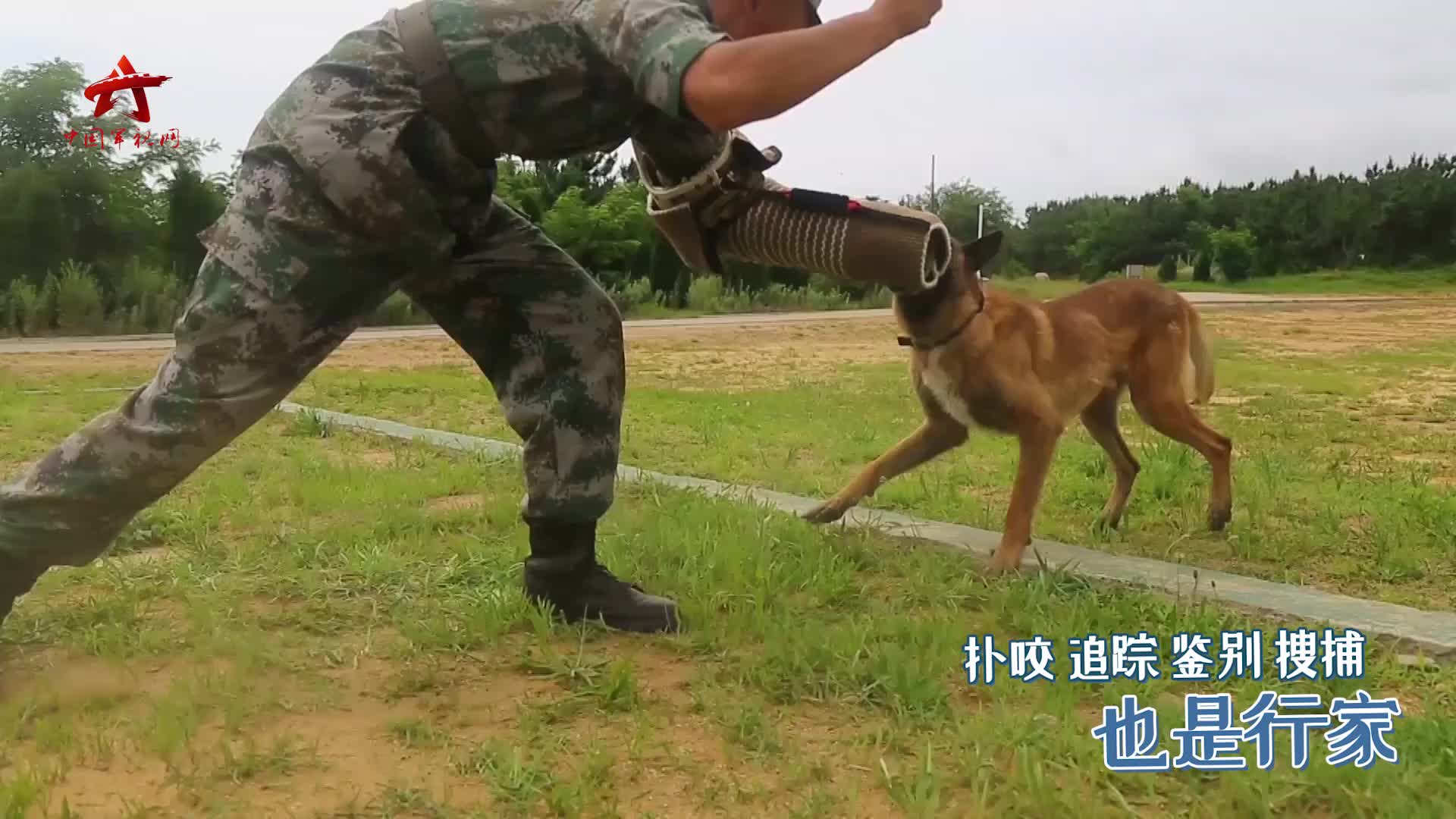【第一军视】一条合格军犬是怎样被训练出来的?