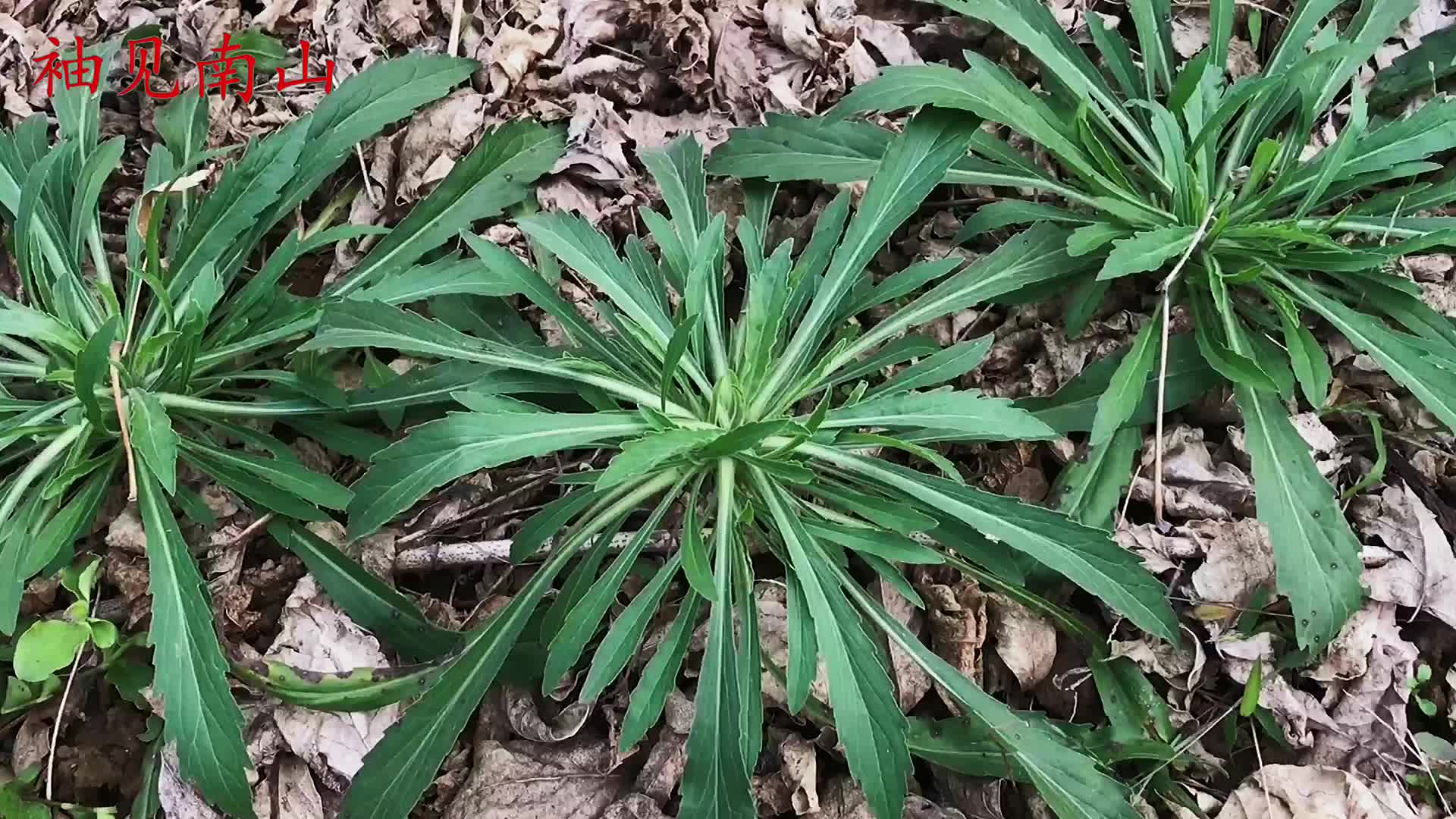 小蓬草(小蓬草的存在故事读后感)