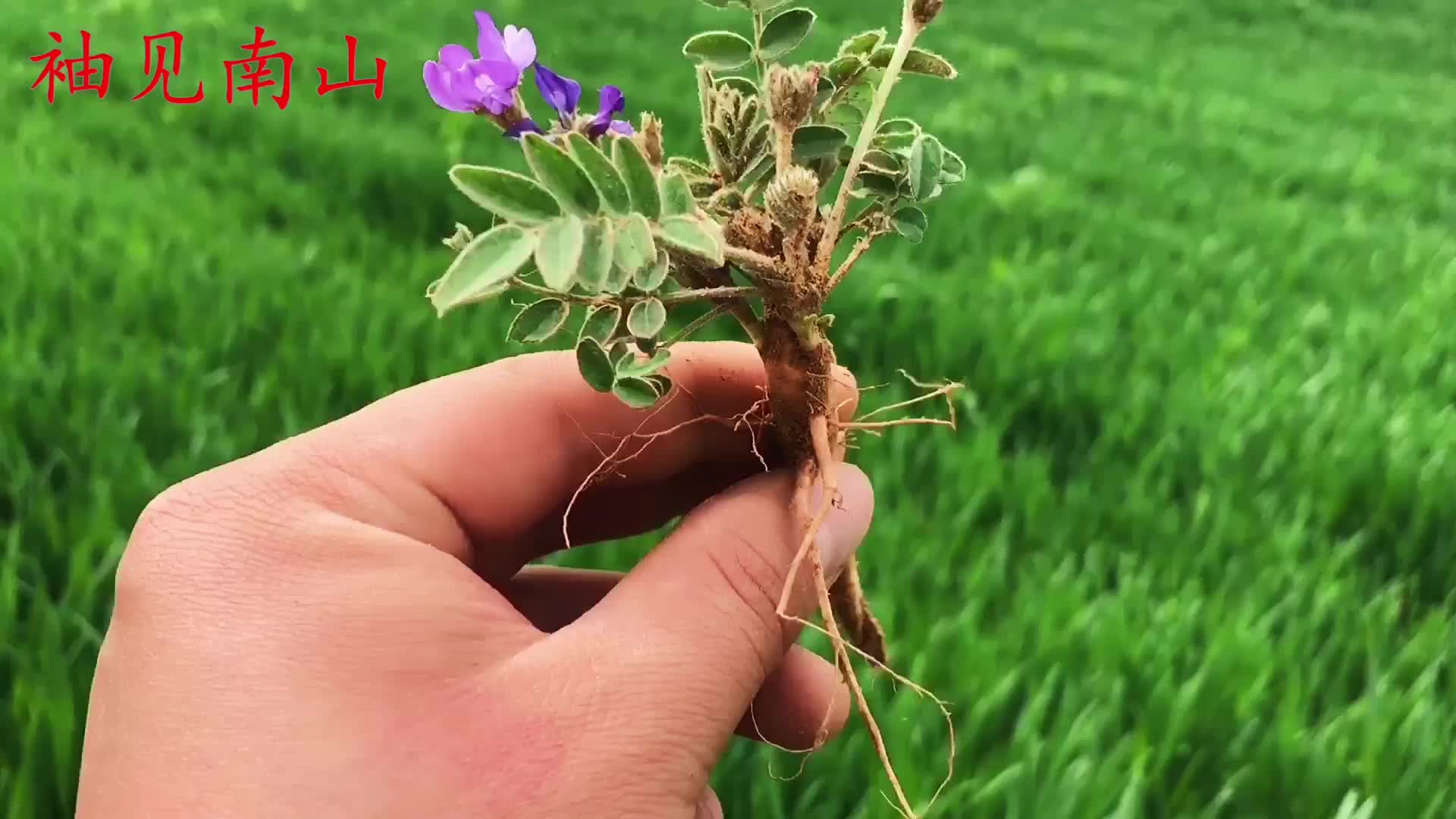 甜地丁又叫米口袋煮水到底有啥好价值50元一斤抢着挖