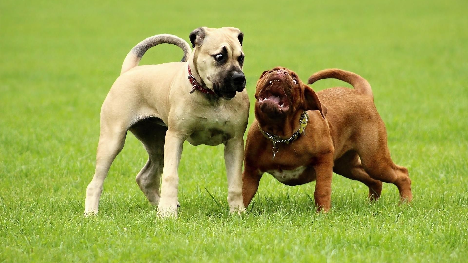 凶恶狗叫声aferociousdogbarking