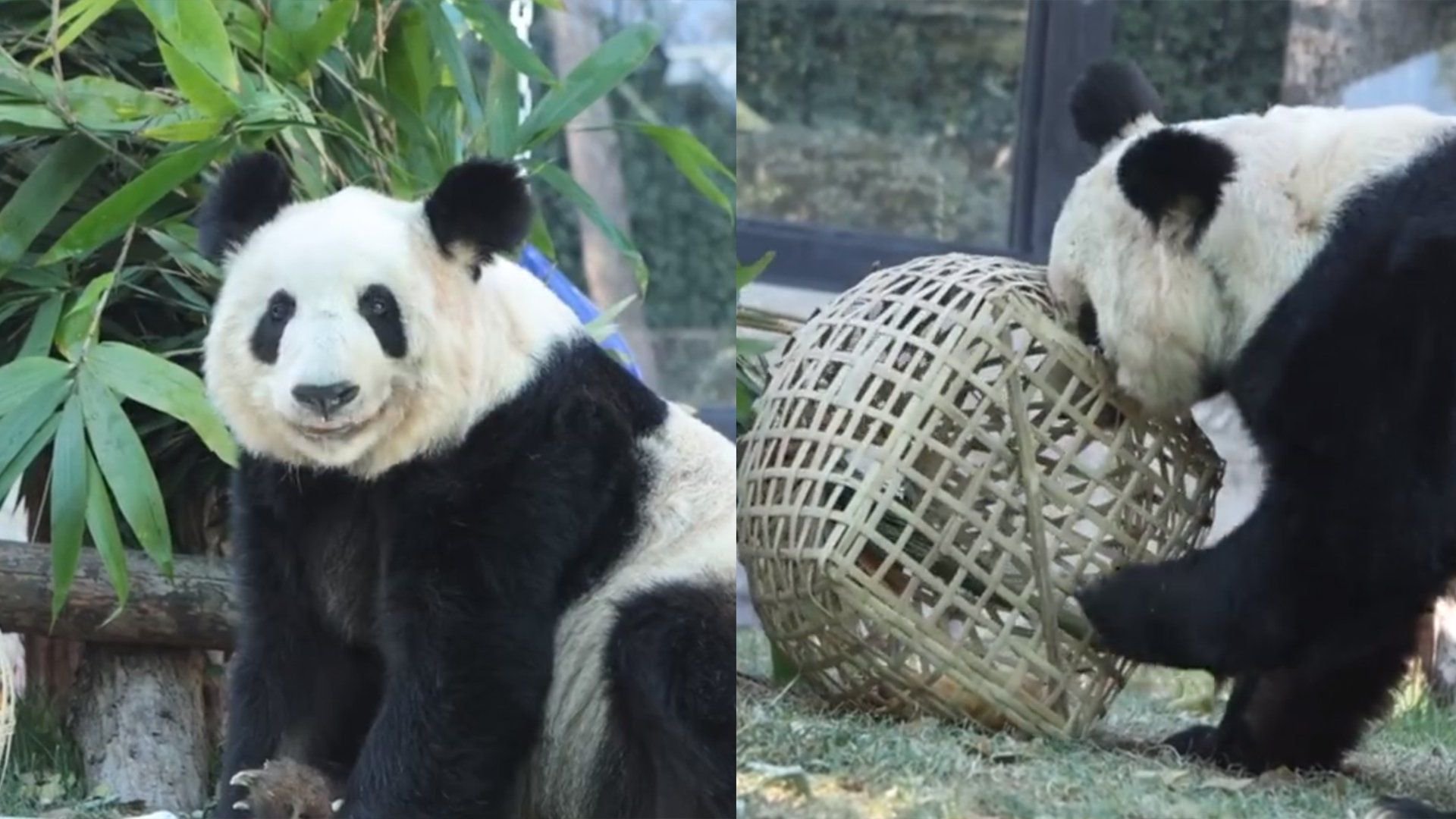 大熊猫丫丫圆润了好多!北动发布丫丫最新吃播:抱着萝卜吃的超香_新浪新闻