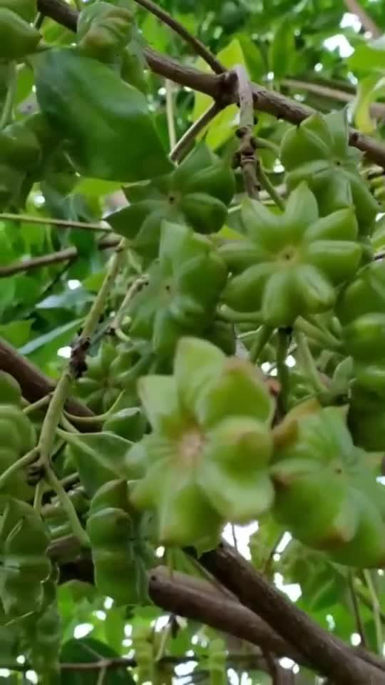 整天吃八角,还是第一次见到八角树,真不错好漂亮哦