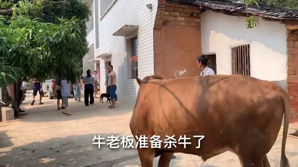 农村大姐杀牛赶集卖,5090块钱买的牛,看看能出多少肉