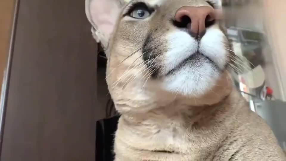 狸花猫倒地撒娇不起来主人你是只狮子