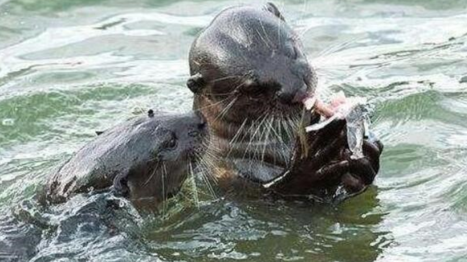 水鬼到底是什么?日本称之为"河童",个子很小却可以杀鳄鱼