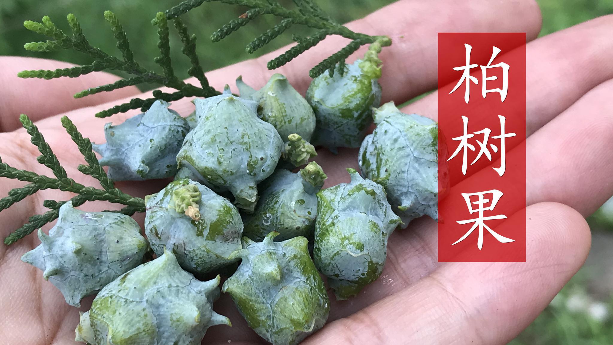 农村常见的柏树果,对人的好处真不少,或许对你有帮助哦