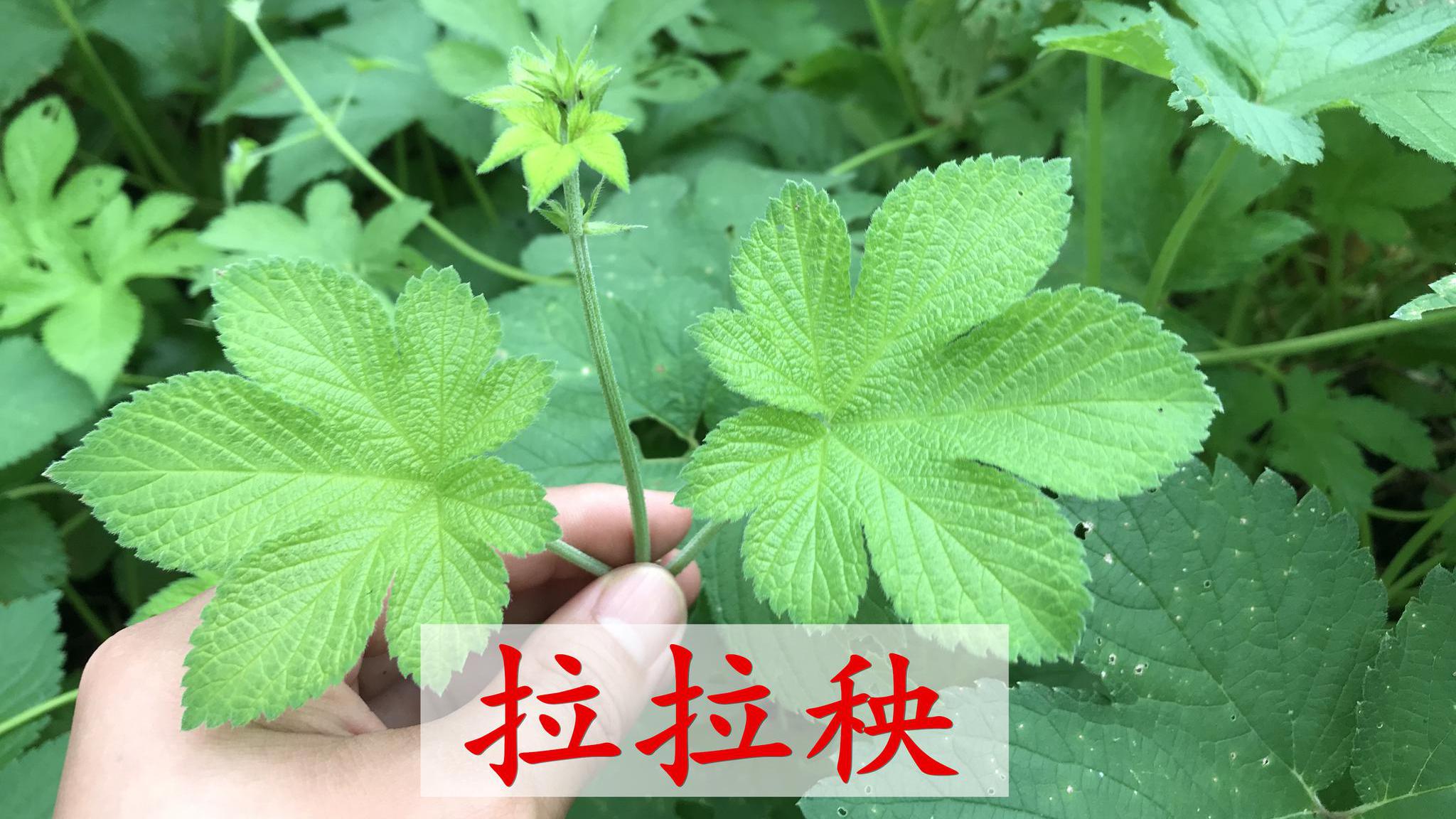 今天才知道,拉拉秧的正确用途,别再错过了,厉害妙用快来看