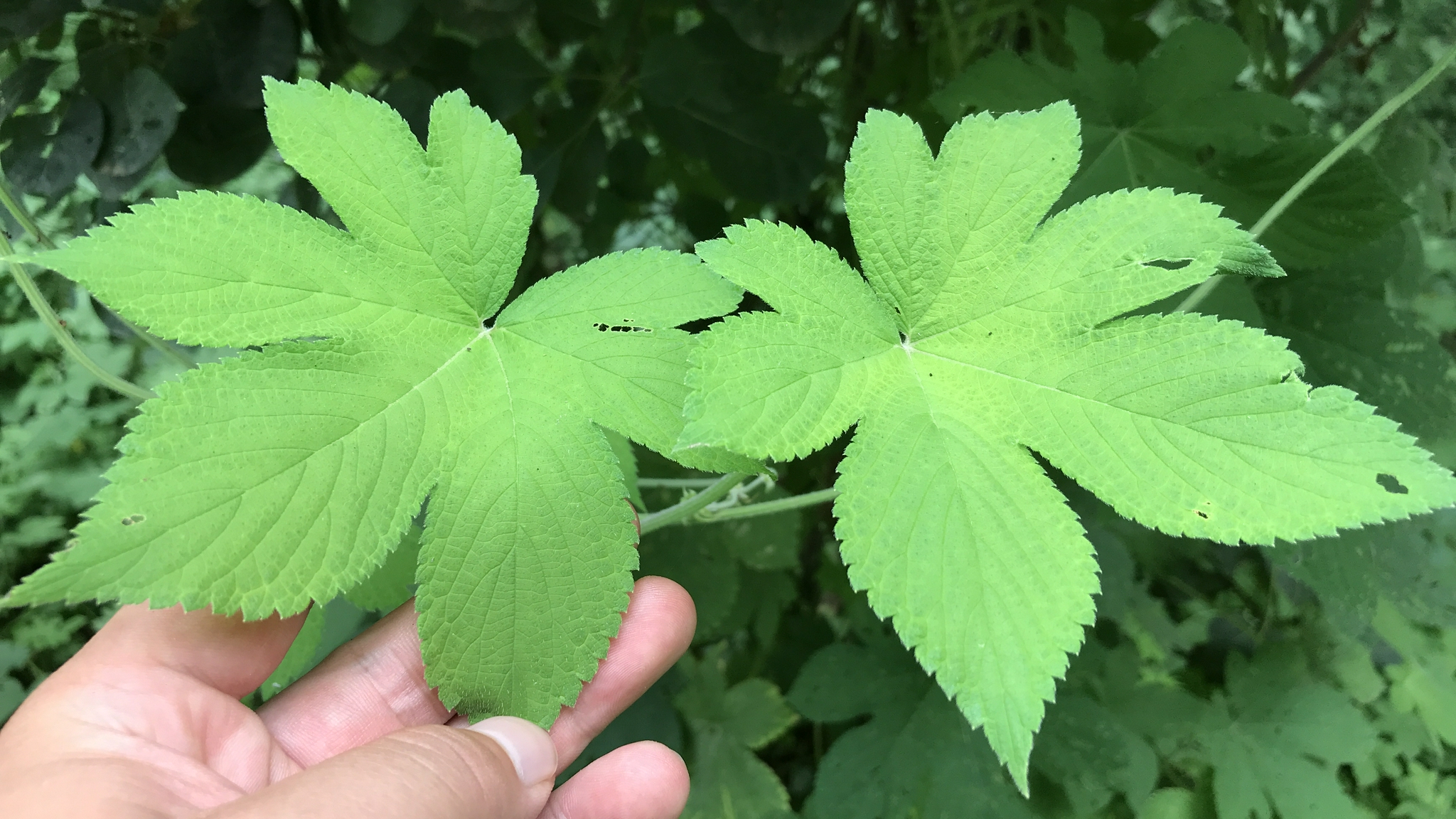 拉拉秧 新浪(移动端)