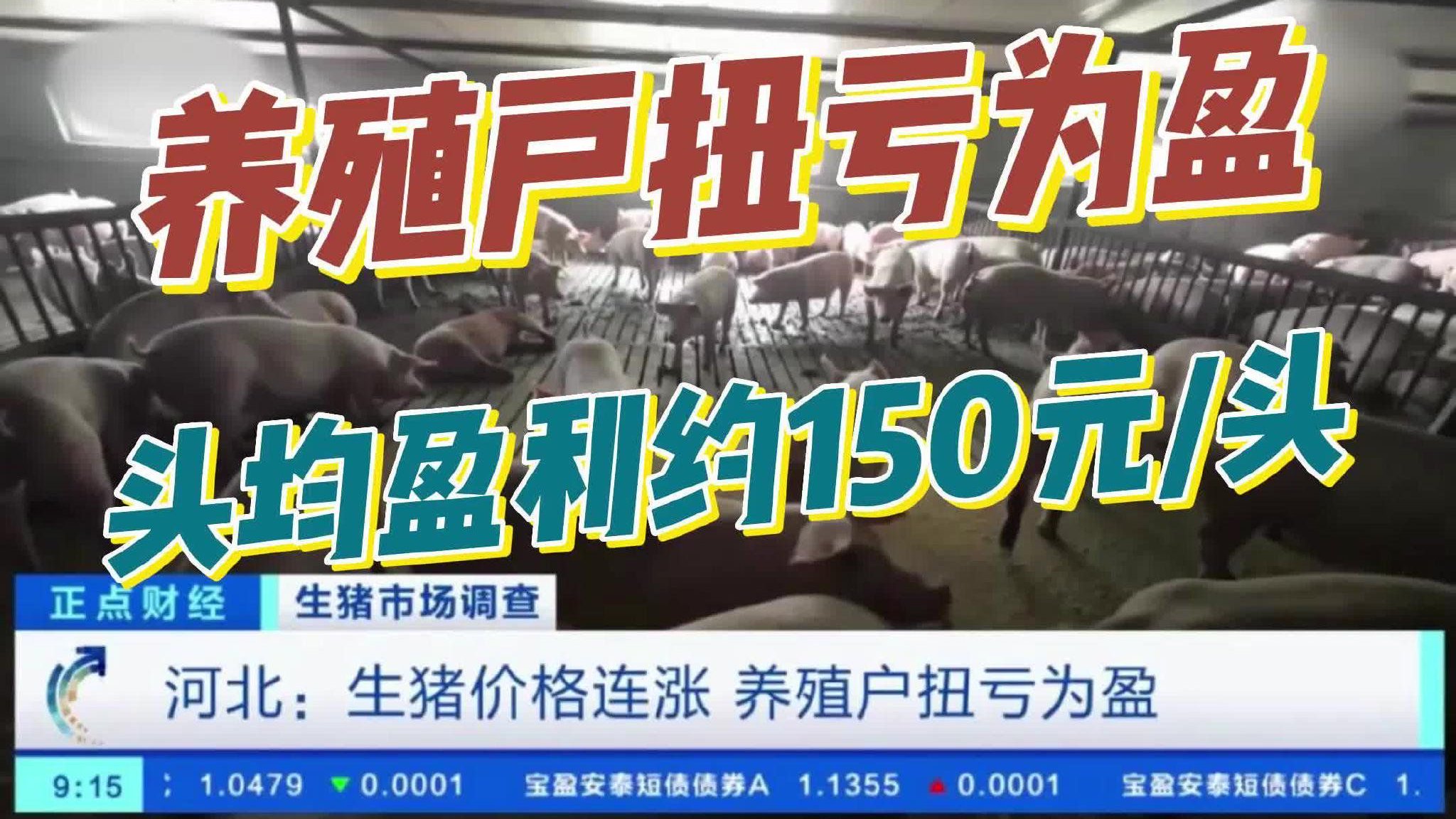 生猪价格连涨,养殖户扭亏为盈!|生猪|养猪|猪价_新浪新闻