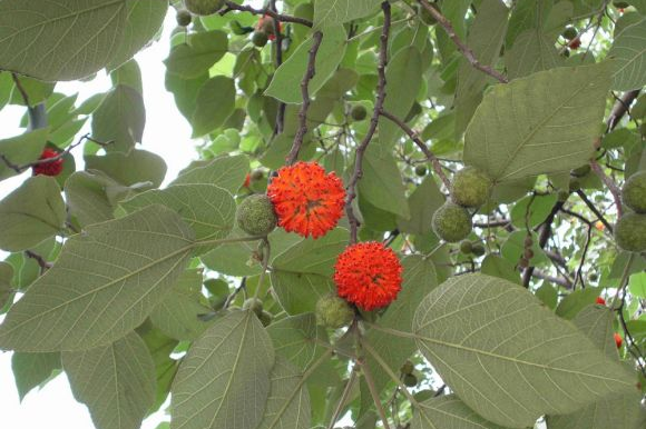 构树全身都是宝,花穗和果子都能吃,叶子还能洗碗!|构树|和果子|红果子_新浪新闻