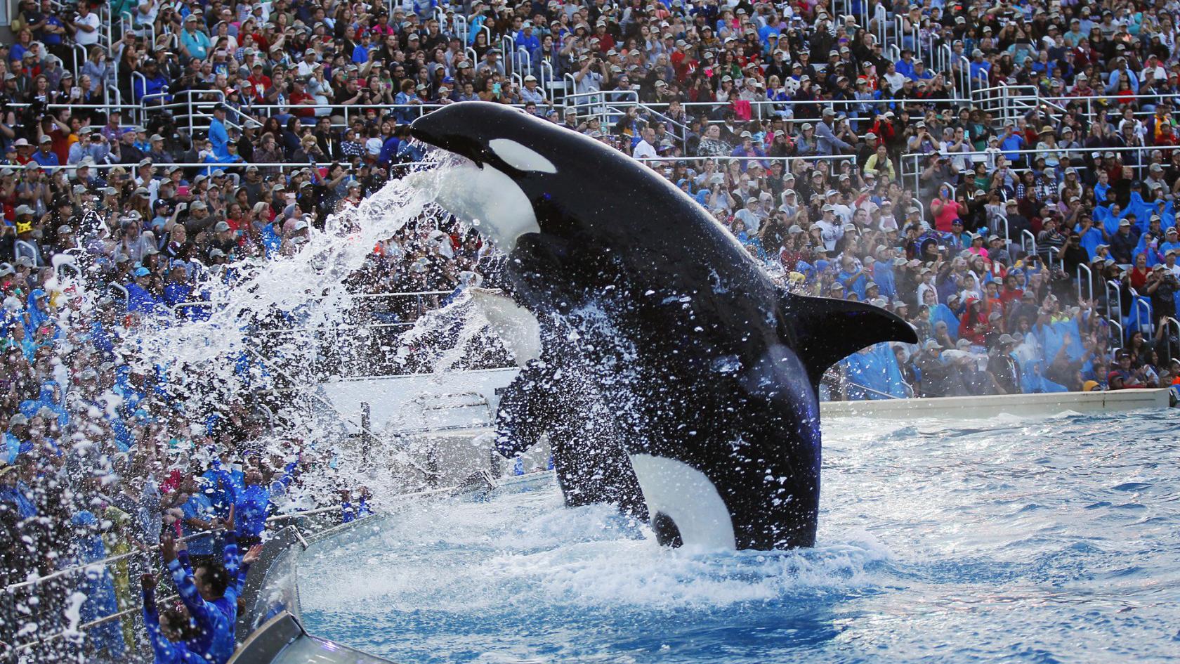 虎鲸表演完得不到奖励,下一秒当场"发飙",台下的观众倒霉了!