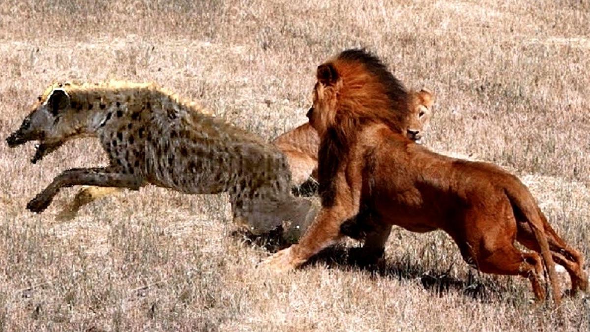 鬣狗抢夺母狮辛苦捕获的猎物