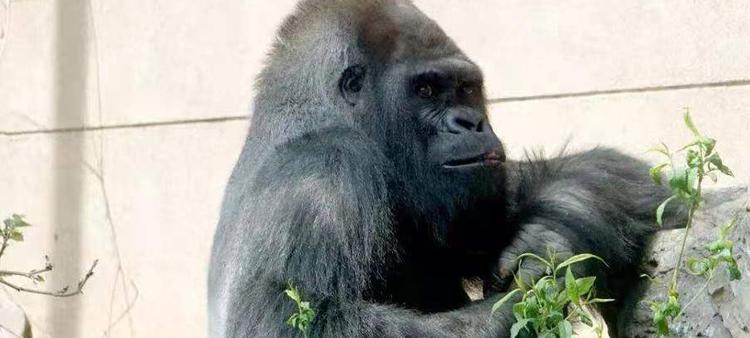 陪伴济南市民24年的大猩猩"威利"去世,饲养员回忆过往