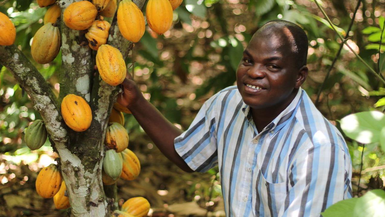 非洲地区盛产可可豆,为何当地人吃不起巧克力?原因让人沉默!