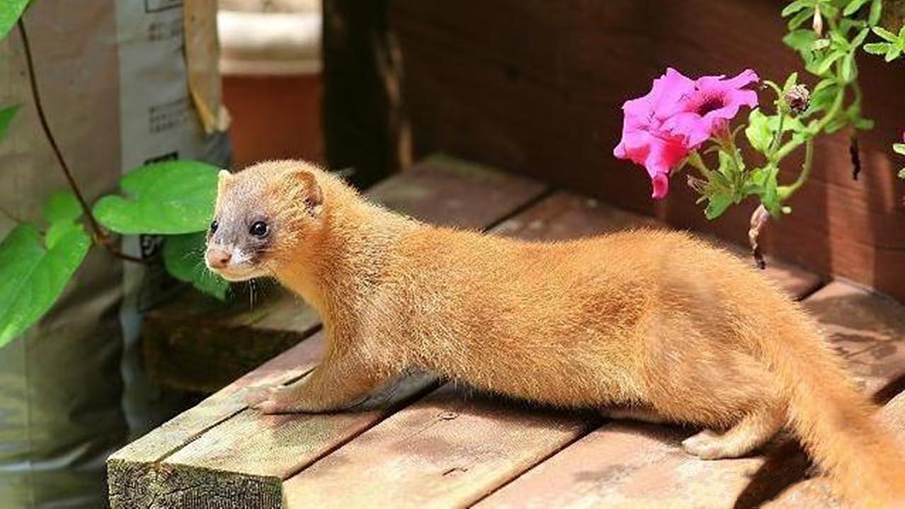 如果黄鼠狼经常在家里出没,算是好事还是坏事?看完才明白了