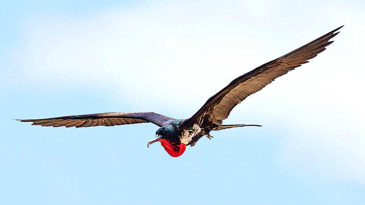 全球飞得"最快"的鸟,时速高达418公里每小时,比高铁还猛!