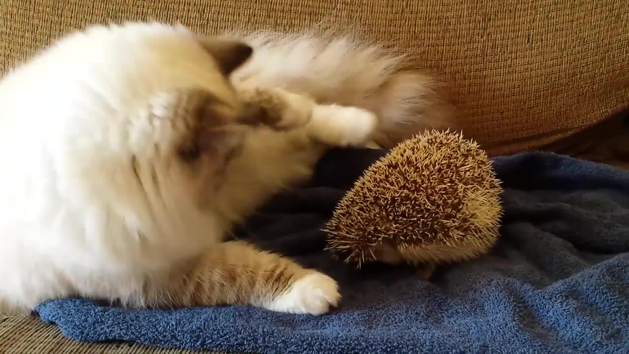 猫和刺猬打架,对着刺猬就是一巴掌,最后猫咪的反应让人哭笑不得|动物|宠物|萌宠_新浪新闻