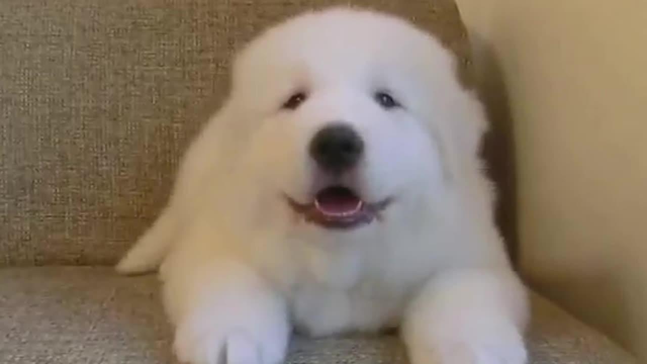 女子带回一只幼犬 骗丈夫说这是小型犬 一年后长成庞然大物 女子带回一只幼犬 骗丈夫说这是小型犬 一年后长成庞然大物