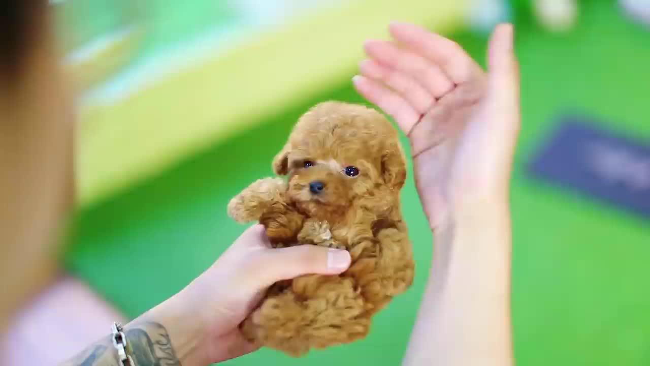 萌萌的茶杯犬原来如此痛苦,看完,你还想养茶杯犬吗?
