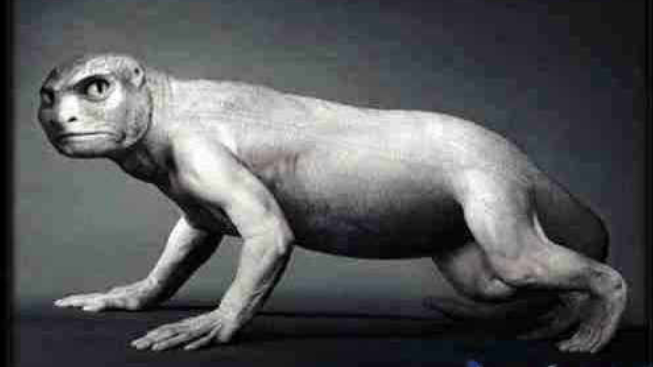 海猿进化论听过吗,达尔文也被其折服 05:10 对话尹烨:不能看轻任何一