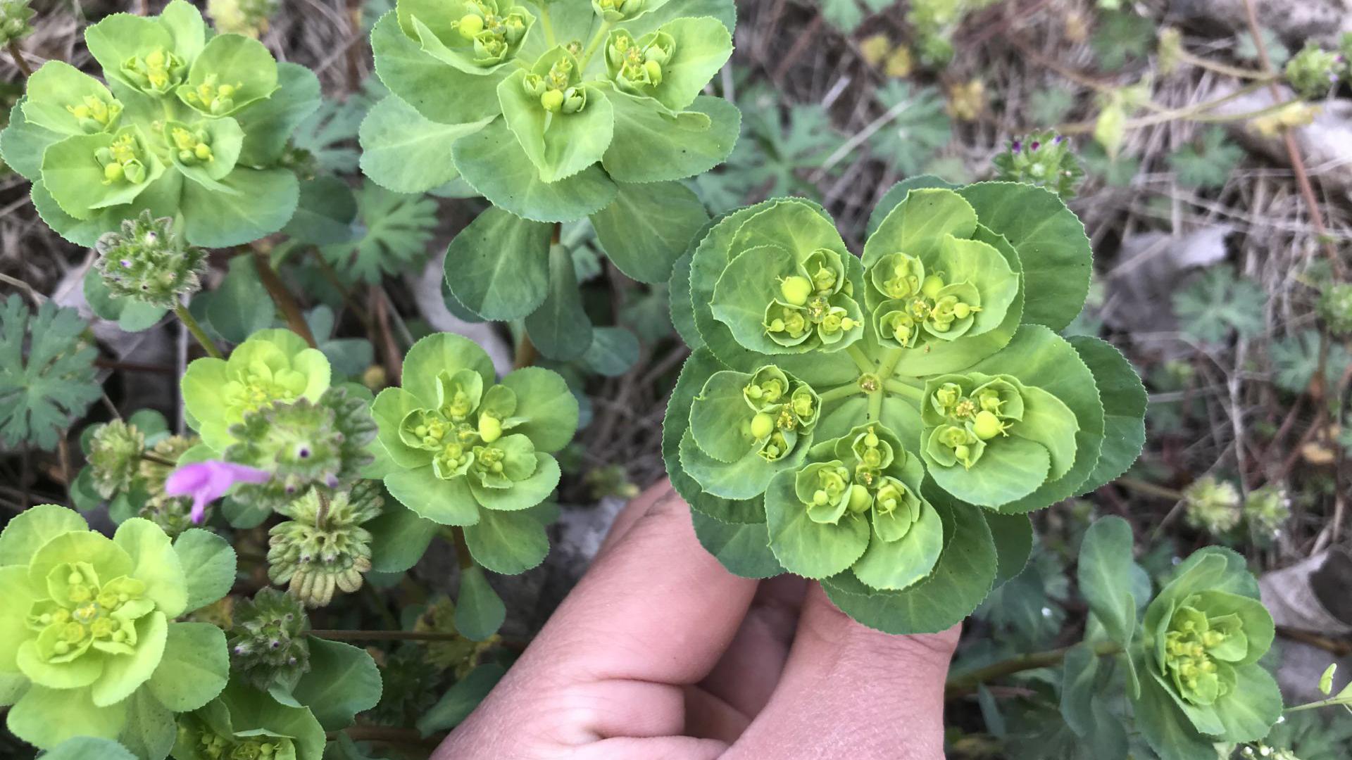"猫眼草"到底有啥用?很多人都不清楚,原来好处这么多!
