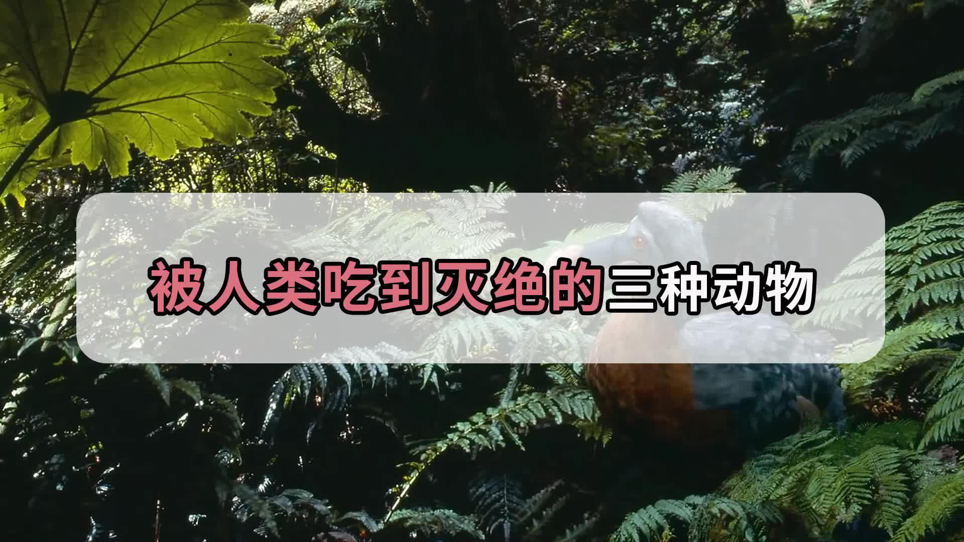 那些被人类吃到灭绝的动物,曾经数量50亿,到现在不剩一只