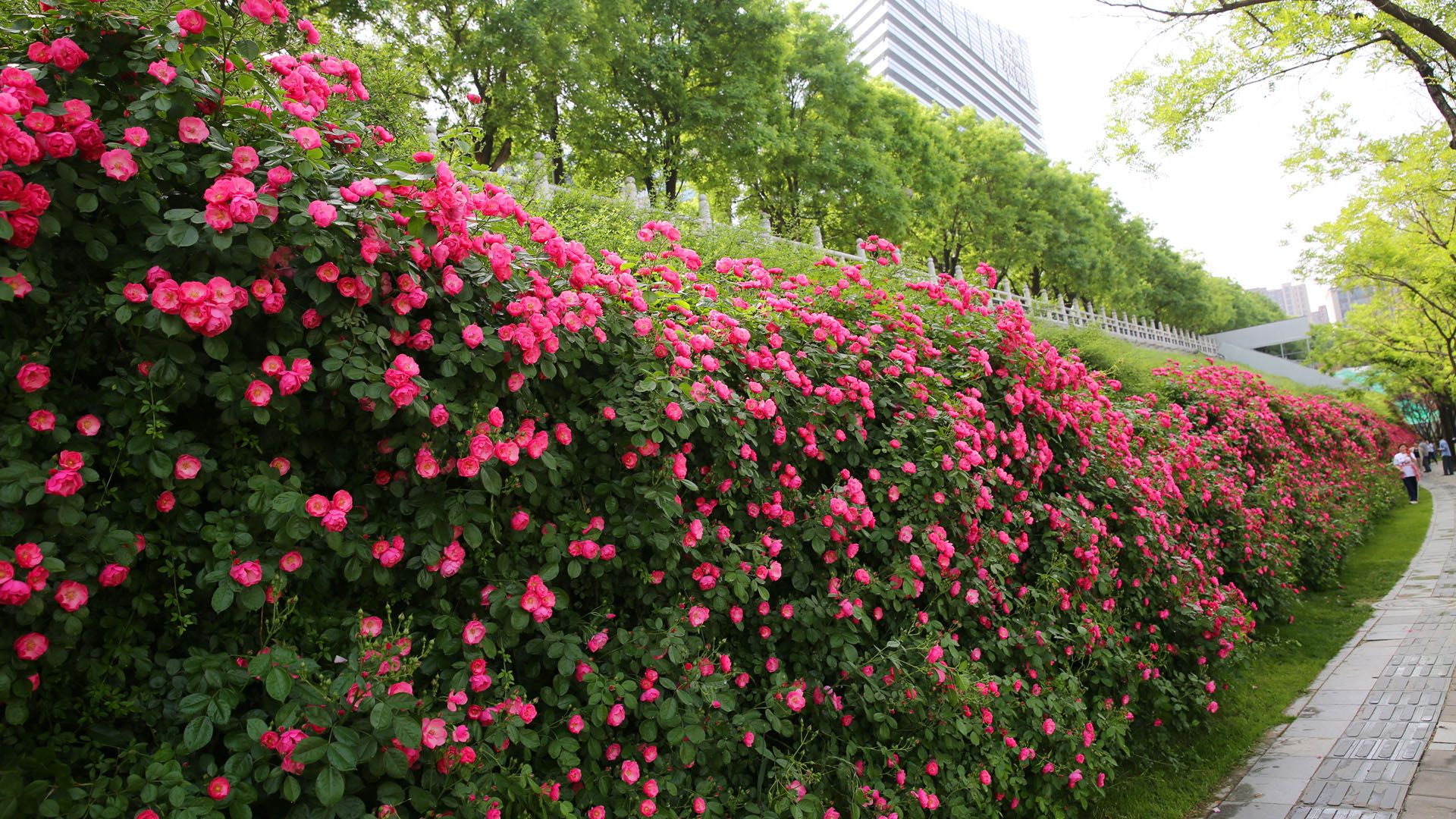 西安曲江池:蔷薇花盛开,娇艳多姿,浪漫唯美