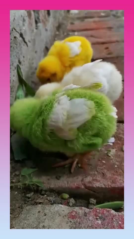 谁说染色的小鸡不好养活,这不就被我养到长出了翅膀